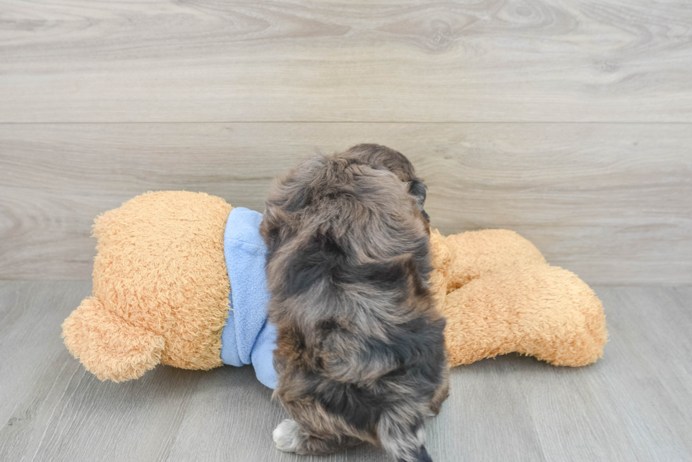 Havapoo Puppy for Adoption