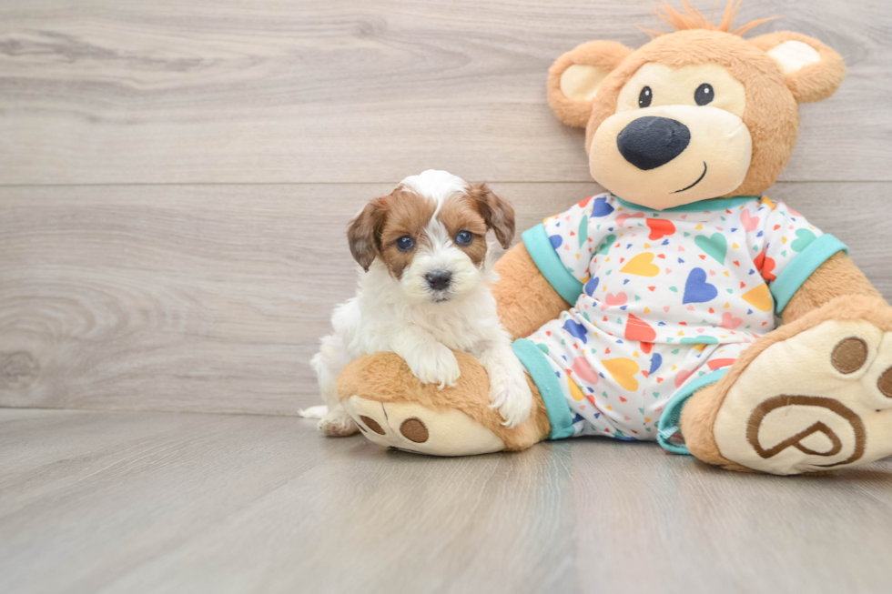 Fluffy Havapoo Poodle Mix Pup