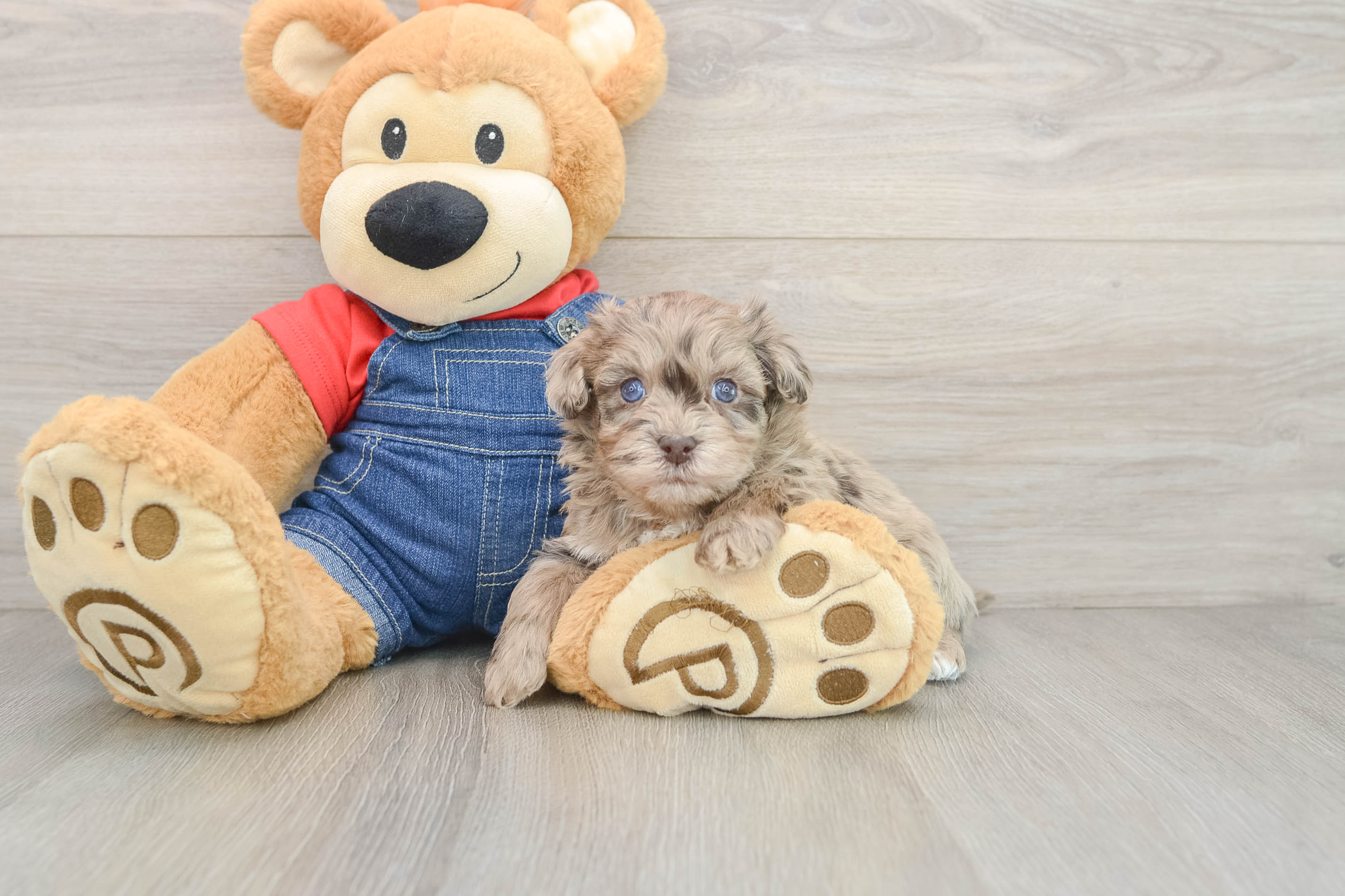 Cute Havapoo Baby