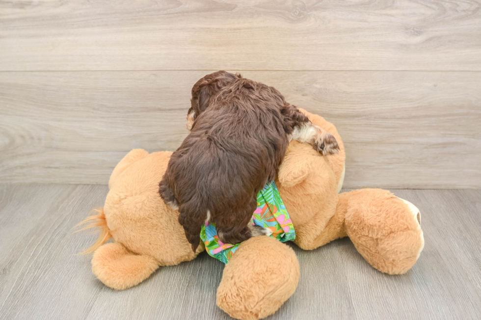 Havapoo Puppy for Adoption
