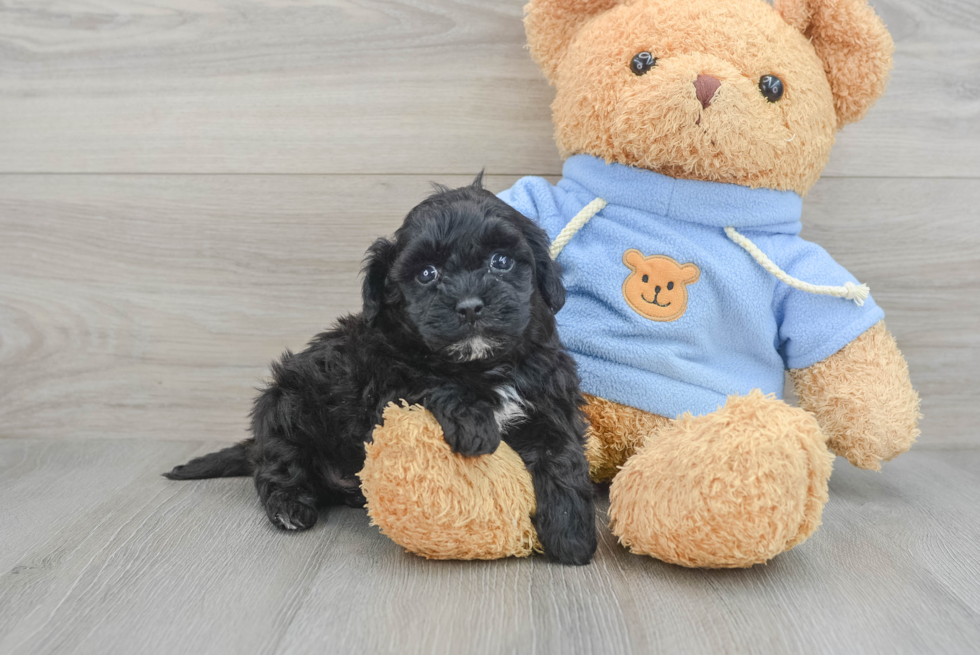 Best Havapoo Baby
