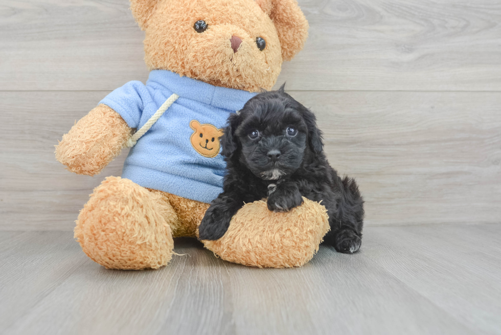 Energetic Havadoodle Poodle Mix Puppy