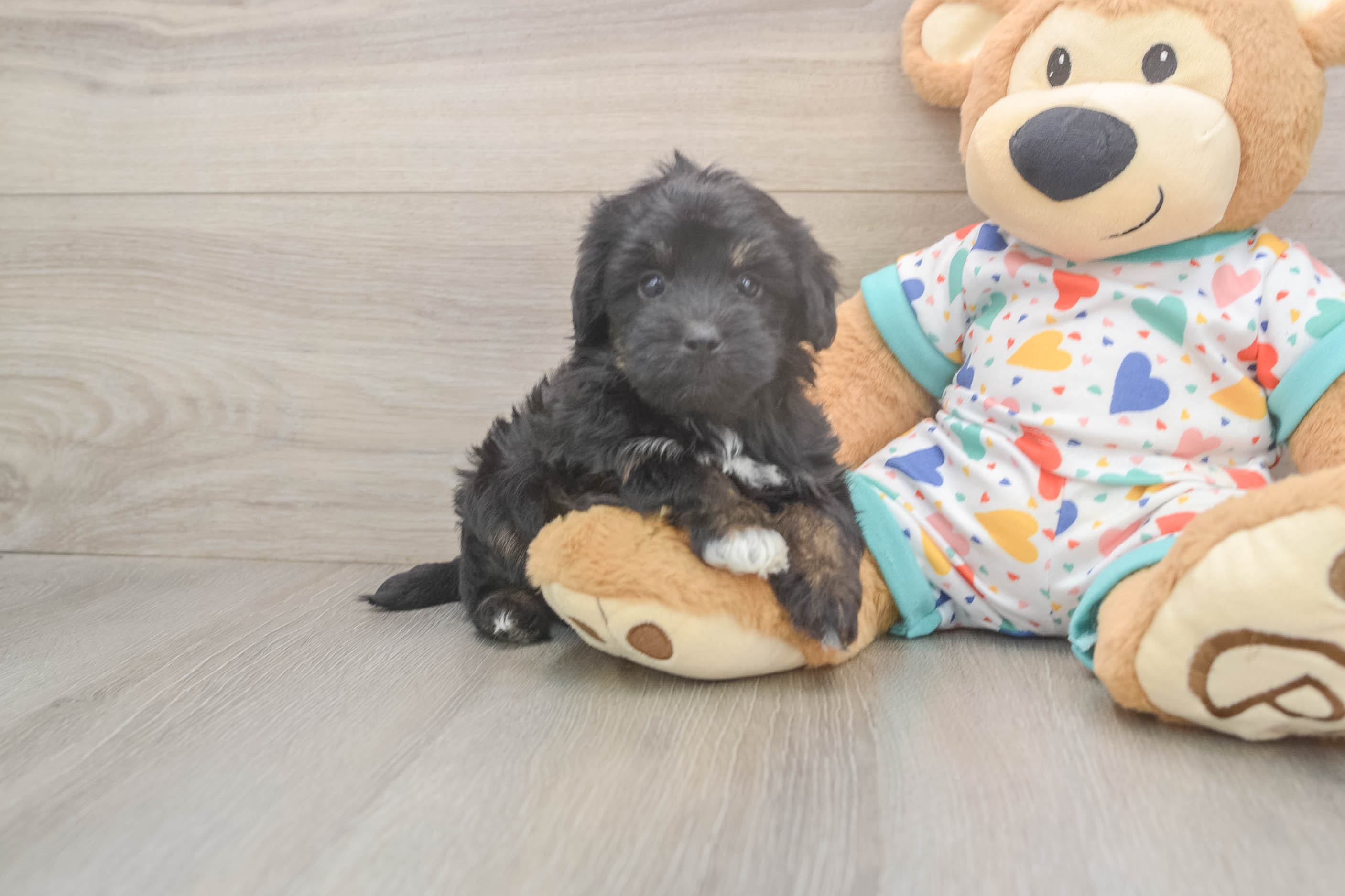 Popular Havapoo Poodle Mix Pup