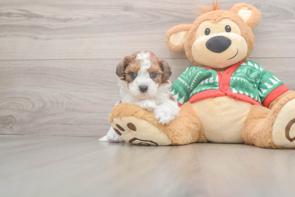 Playful Havadoodle Poodle Mix Puppy
