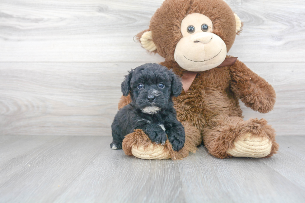 Friendly Havapoo Baby