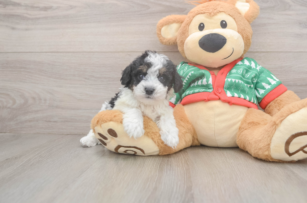 5 week old Havapoo Puppy For Sale - Premier Pups