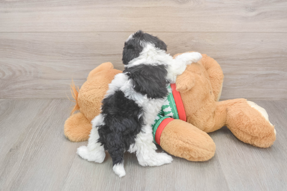 Havapoo Puppy for Adoption