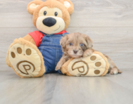 7 week old Havapoo Puppy For Sale - Premier Pups