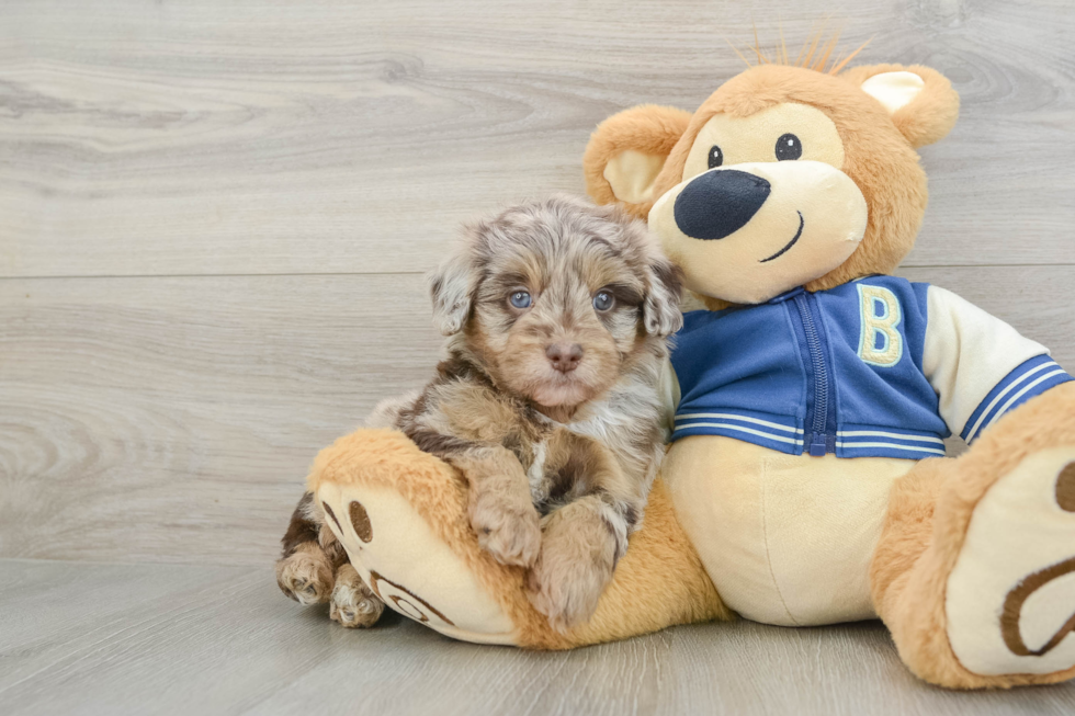 Hypoallergenic Havadoodle Poodle Mix Puppy
