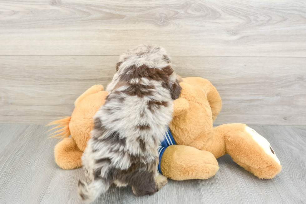 Energetic Havadoodle Poodle Mix Puppy
