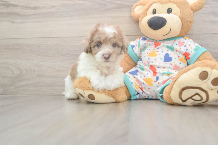 Energetic Havadoodle Poodle Mix Puppy