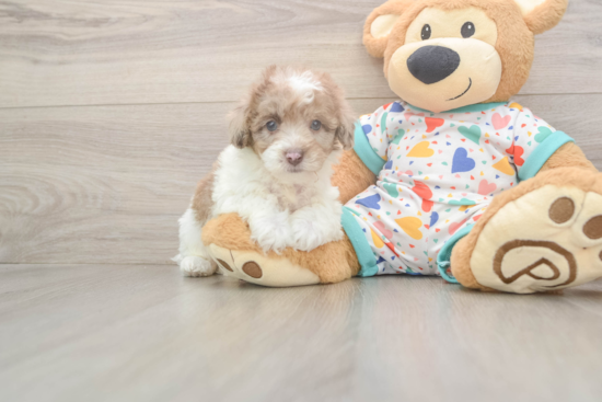Energetic Havadoodle Poodle Mix Puppy