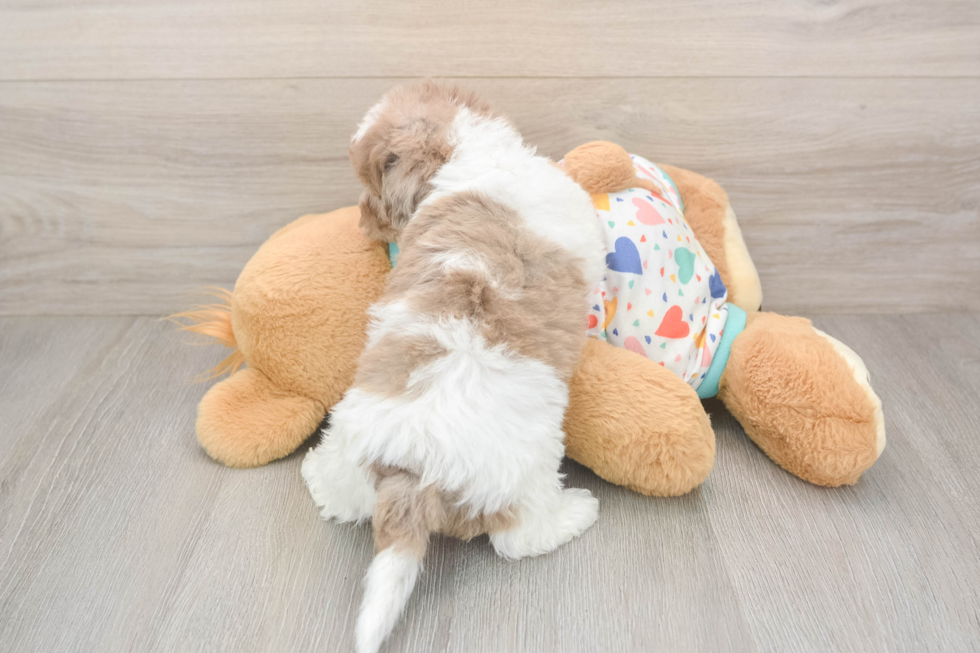 Havapoo Puppy for Adoption