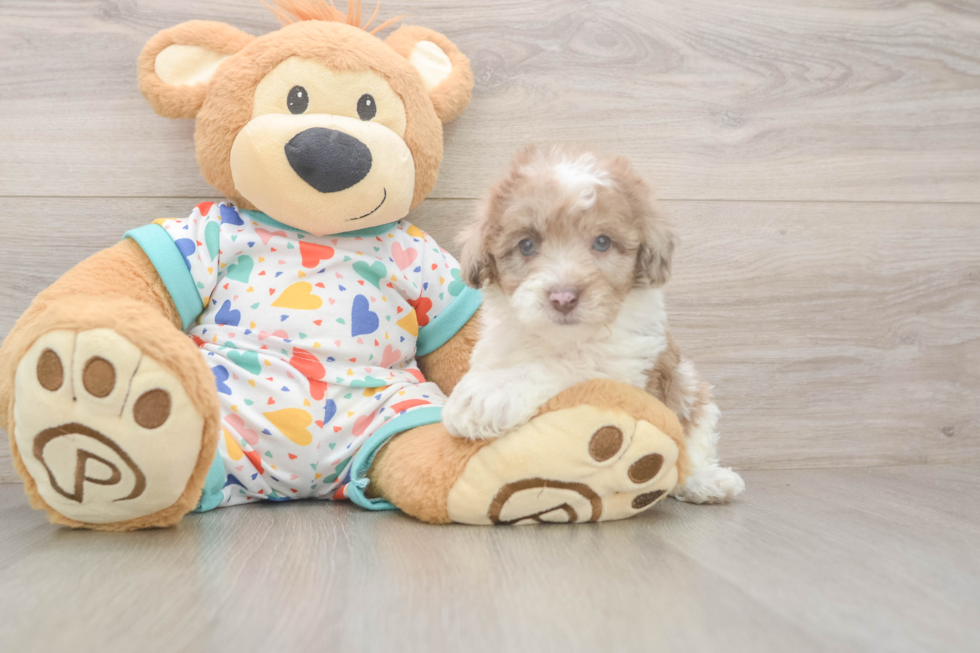 Petite Havapoo Poodle Mix Pup