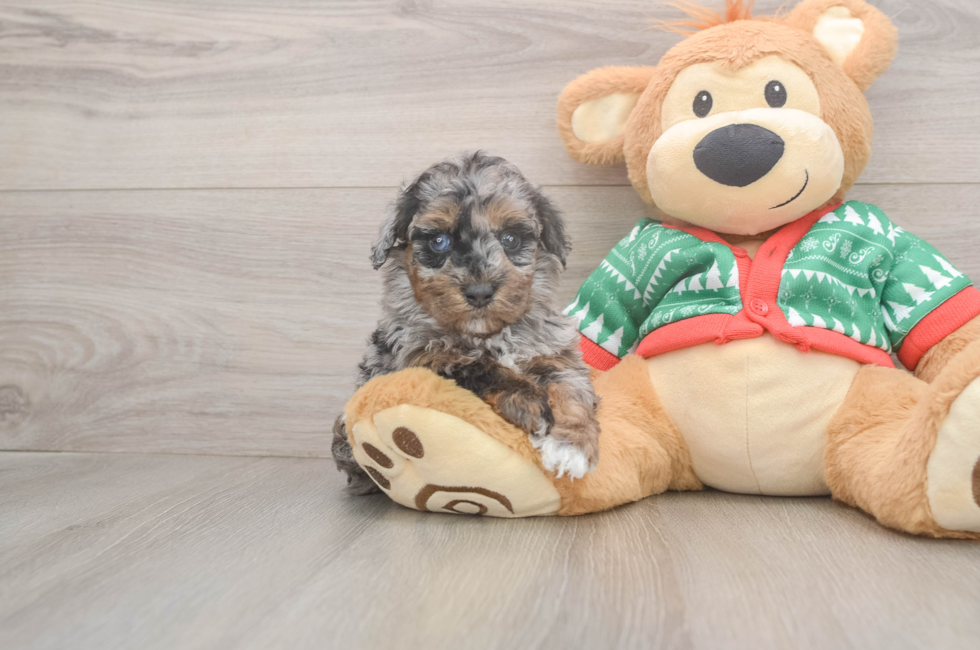 5 week old Havapoo Puppy For Sale - Premier Pups