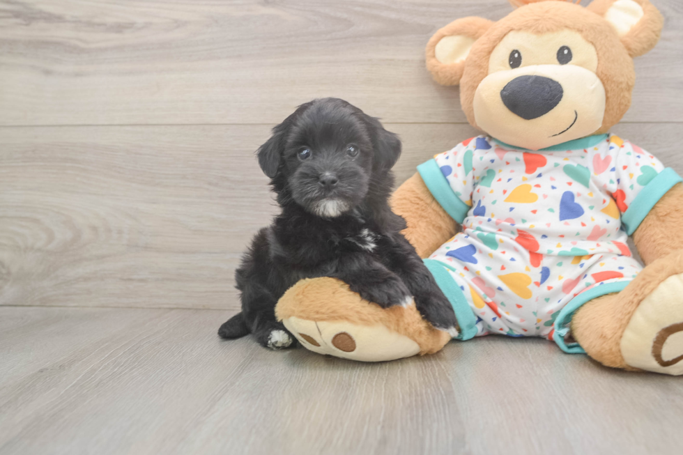 Best Havapoo Baby