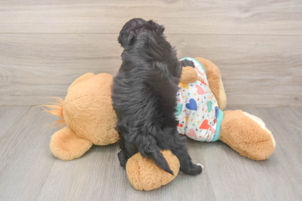 Petite Havapoo Poodle Mix Pup