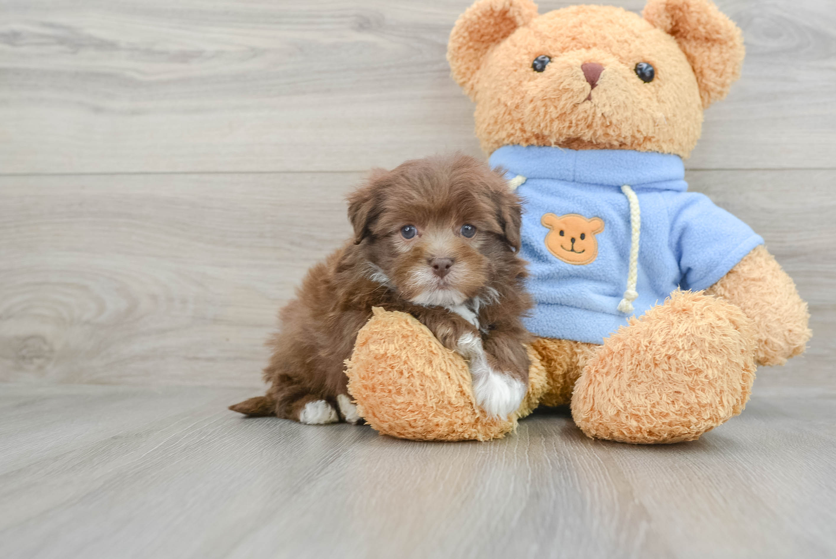 Havapoo Pup Being Cute
