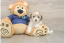 Little Havadoodle Poodle Mix Puppy