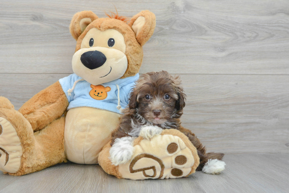 Smart Havapoo Poodle Mix Pup