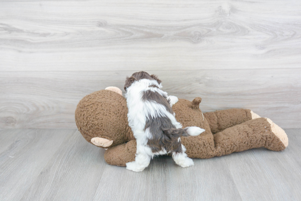 Playful Havadoodle Poodle Mix Puppy