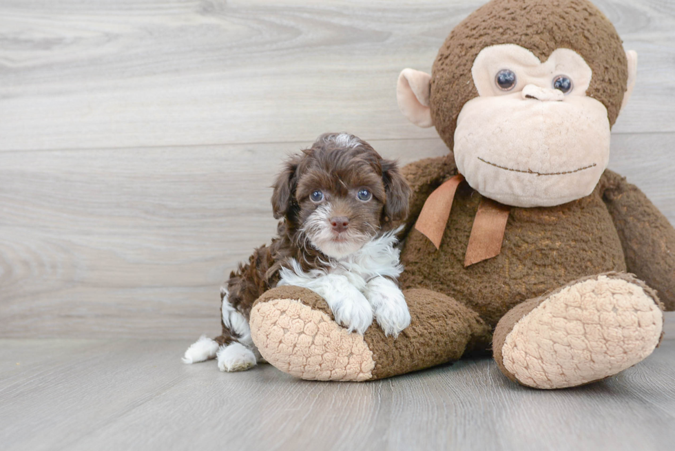 Fluffy Havapoo Poodle Mix Pup