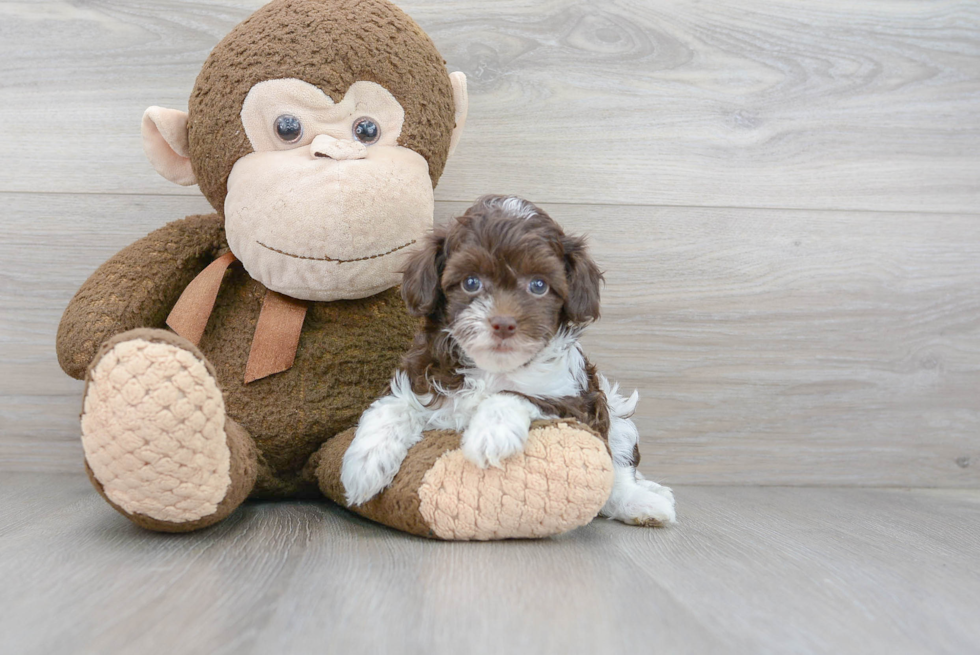 Havapoo Puppy for Adoption