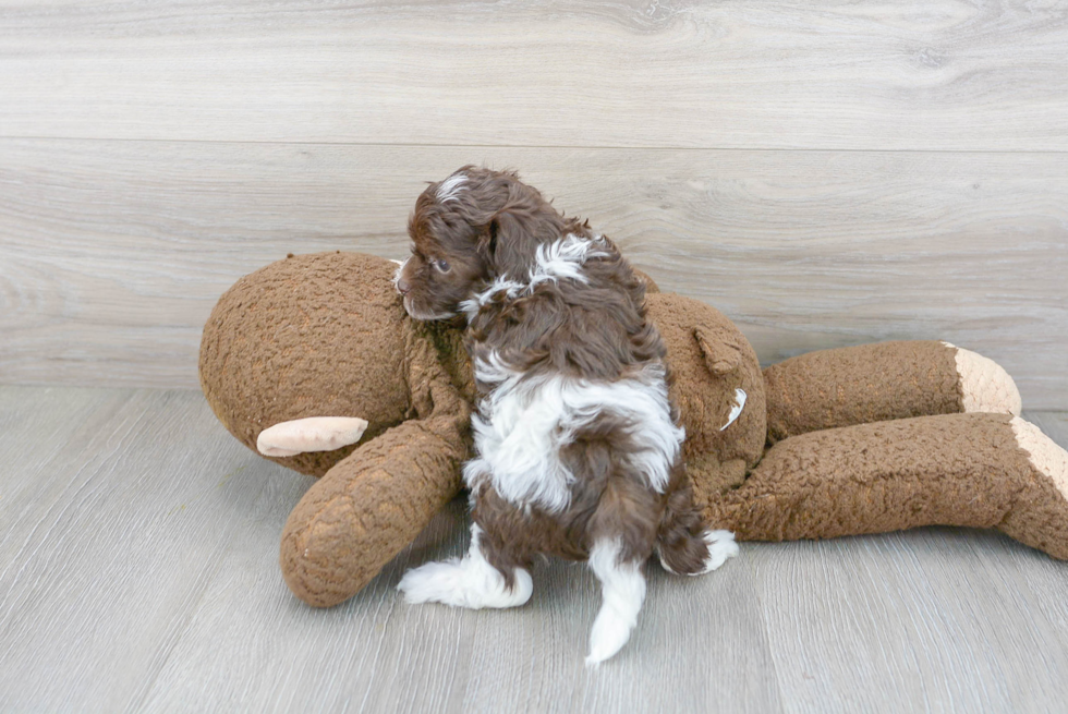 Havapoo Pup Being Cute