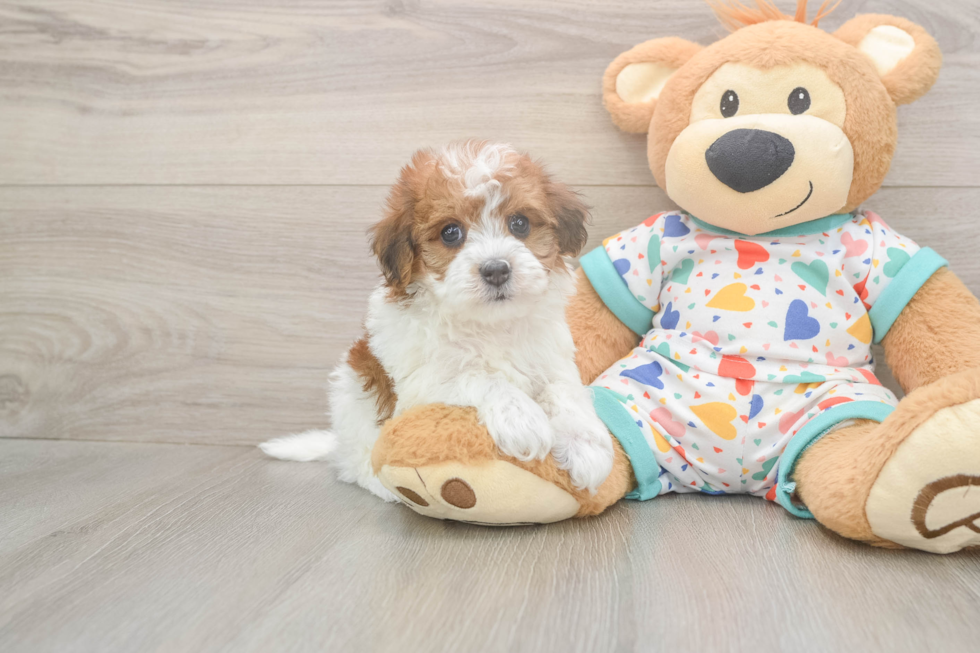 Havapoo Puppy for Adoption