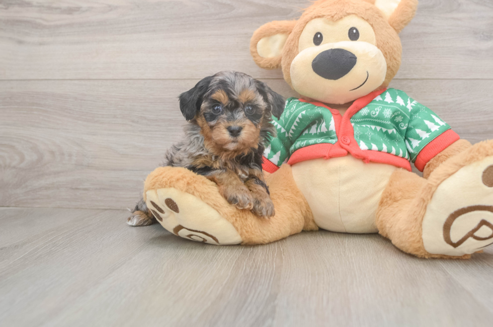 6 week old Havapoo Puppy For Sale - Premier Pups