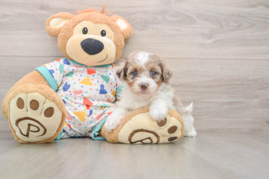 Havapoo Puppy for Adoption