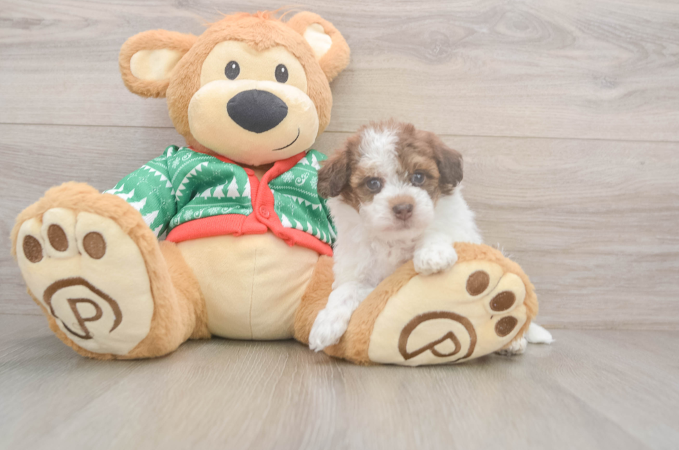 6 week old Havapoo Puppy For Sale - Premier Pups