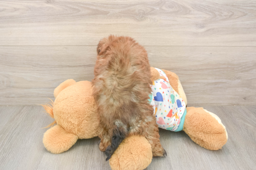 Havapoo Puppy for Adoption