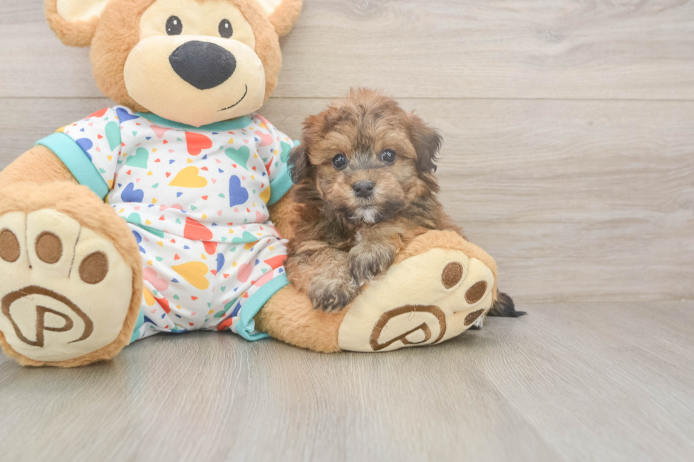 Funny Havapoo Poodle Mix Pup