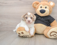 7 week old Havapoo Puppy For Sale - Premier Pups