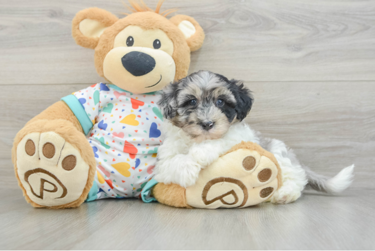 Havapoo Puppy for Adoption