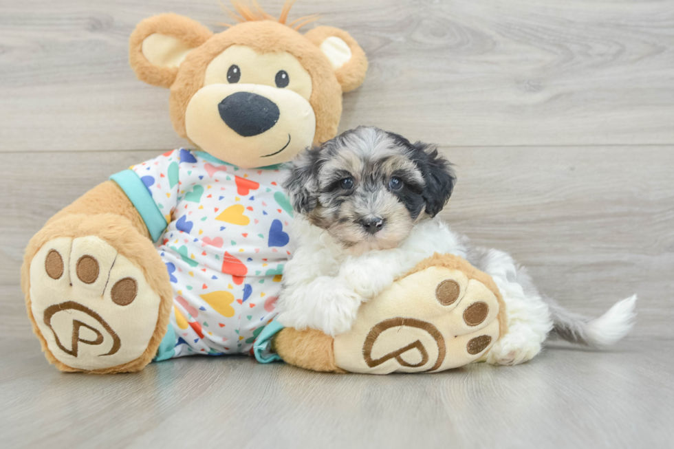 Havapoo Puppy for Adoption