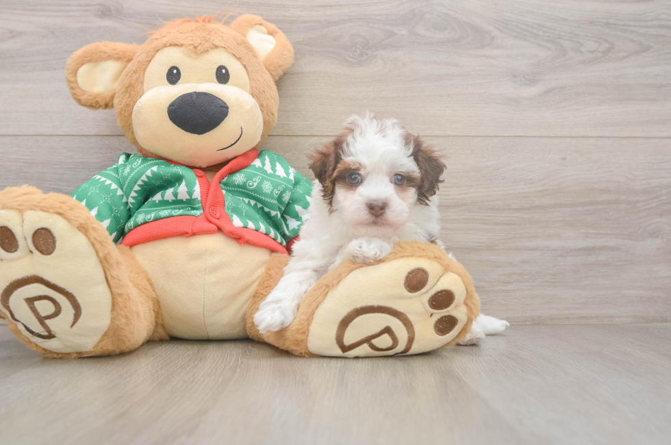 6 week old Havapoo Puppy For Sale - Premier Pups