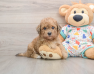 7 week old Havapoo Puppy For Sale - Premier Pups