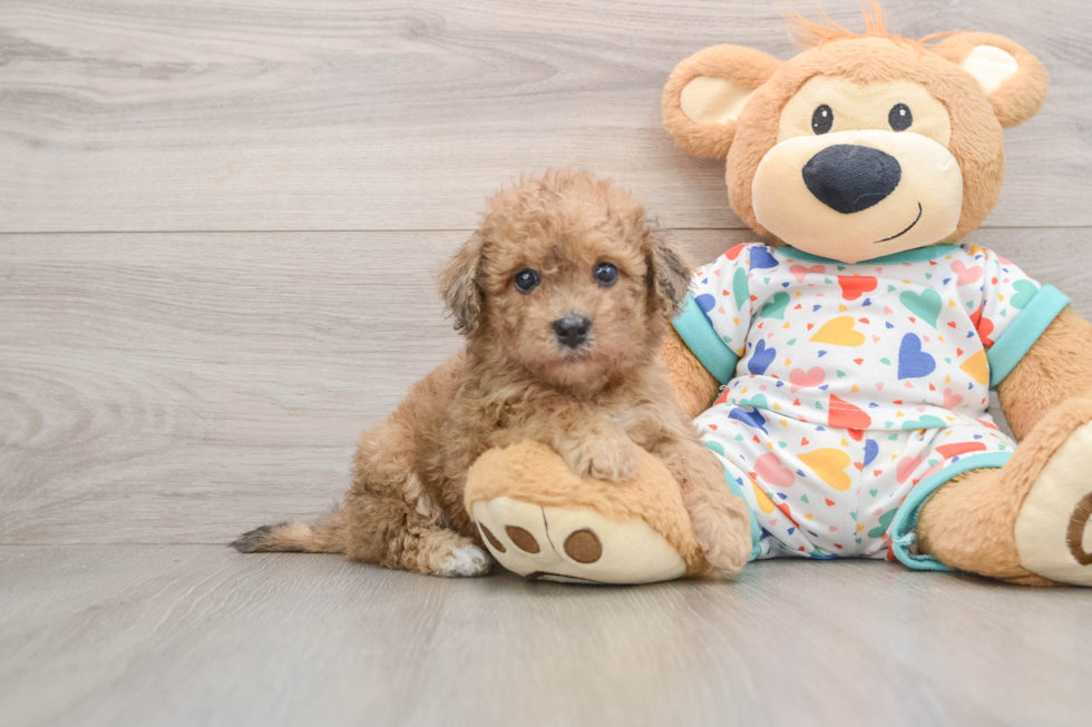 Havapoo Pup Being Cute