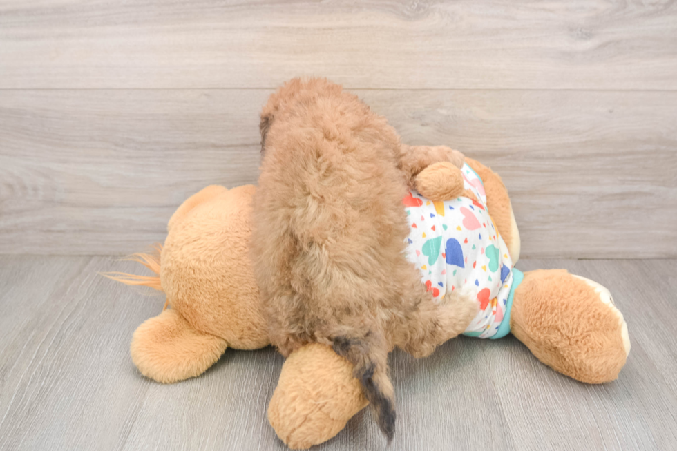 Funny Havapoo Poodle Mix Pup