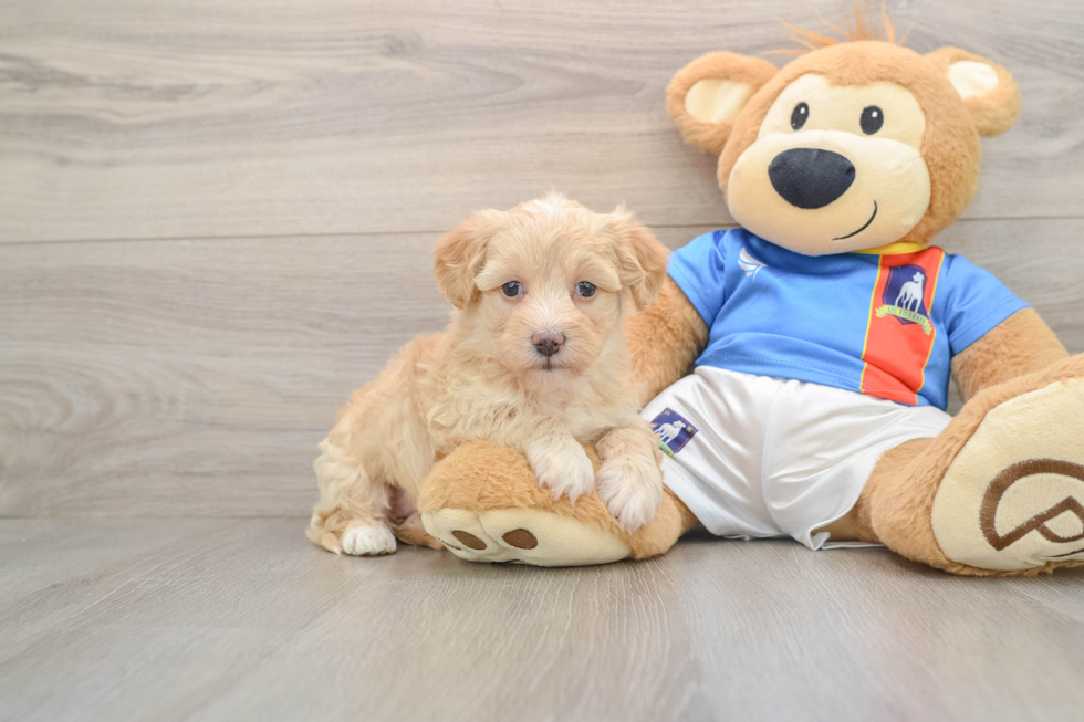 Havapoo Puppy for Adoption