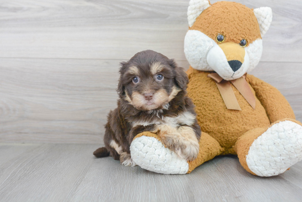 Popular Havapoo Poodle Mix Pup