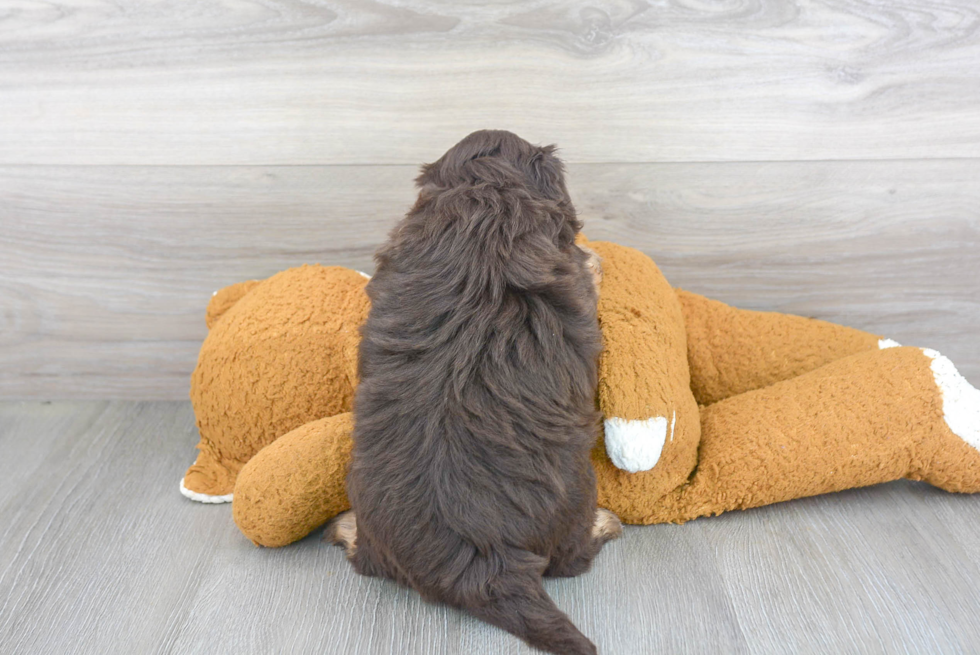 Havapoo Puppy for Adoption