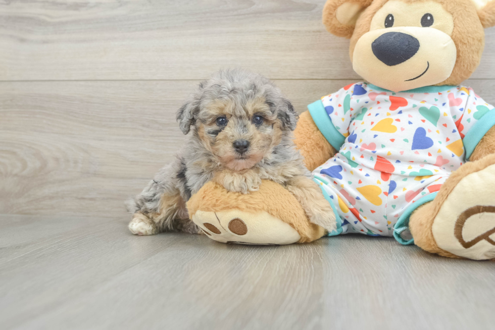 Playful Havadoodle Poodle Mix Puppy