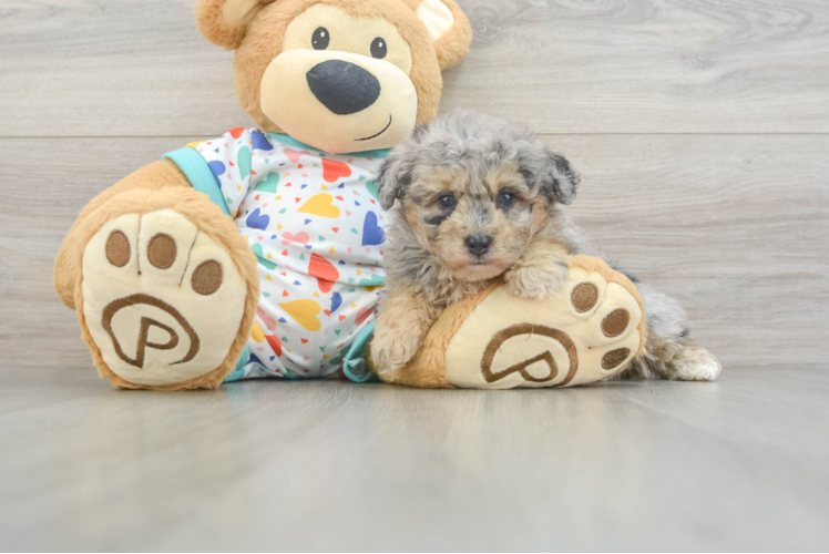 Friendly Havapoo Baby