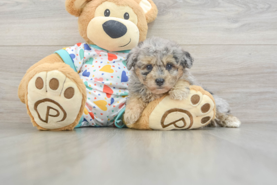 Friendly Havapoo Baby