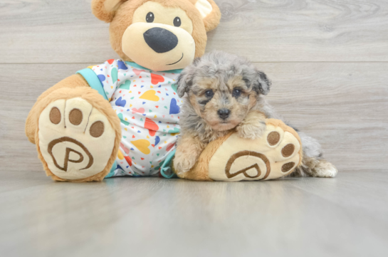 Friendly Havapoo Baby