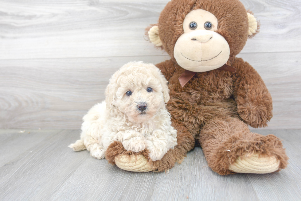 Havapoo Pup Being Cute