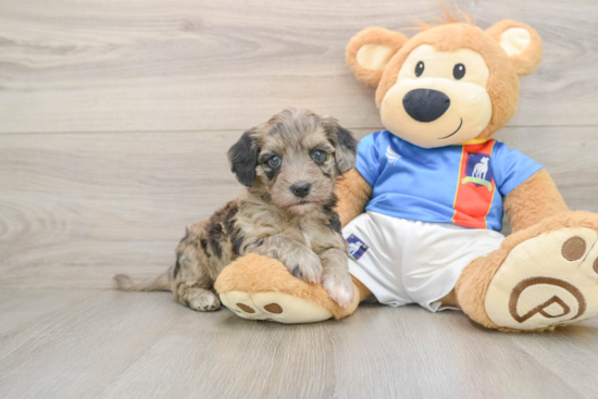 Friendly Havapoo Baby